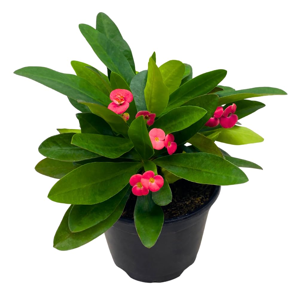 BubbleBlooms Crown of Thorns, Euphorbia milii, Madagascar Christ Thorn in a 4 inch Pot