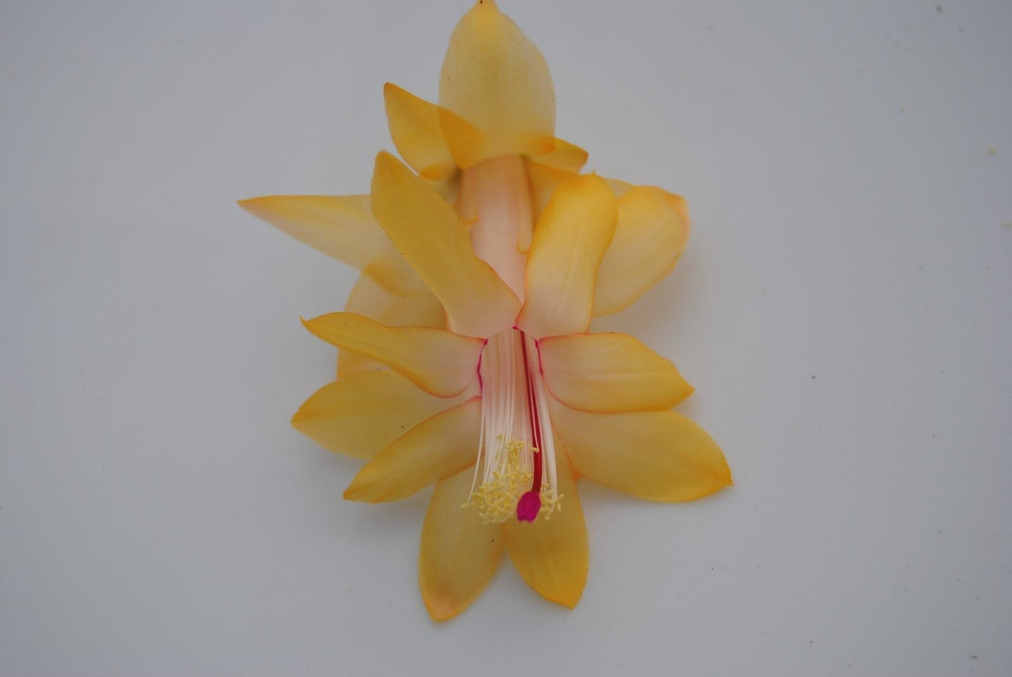 Live Plant - Christmas Cactus Starter Plant Honolulu Sun Schlumbergera Truncata