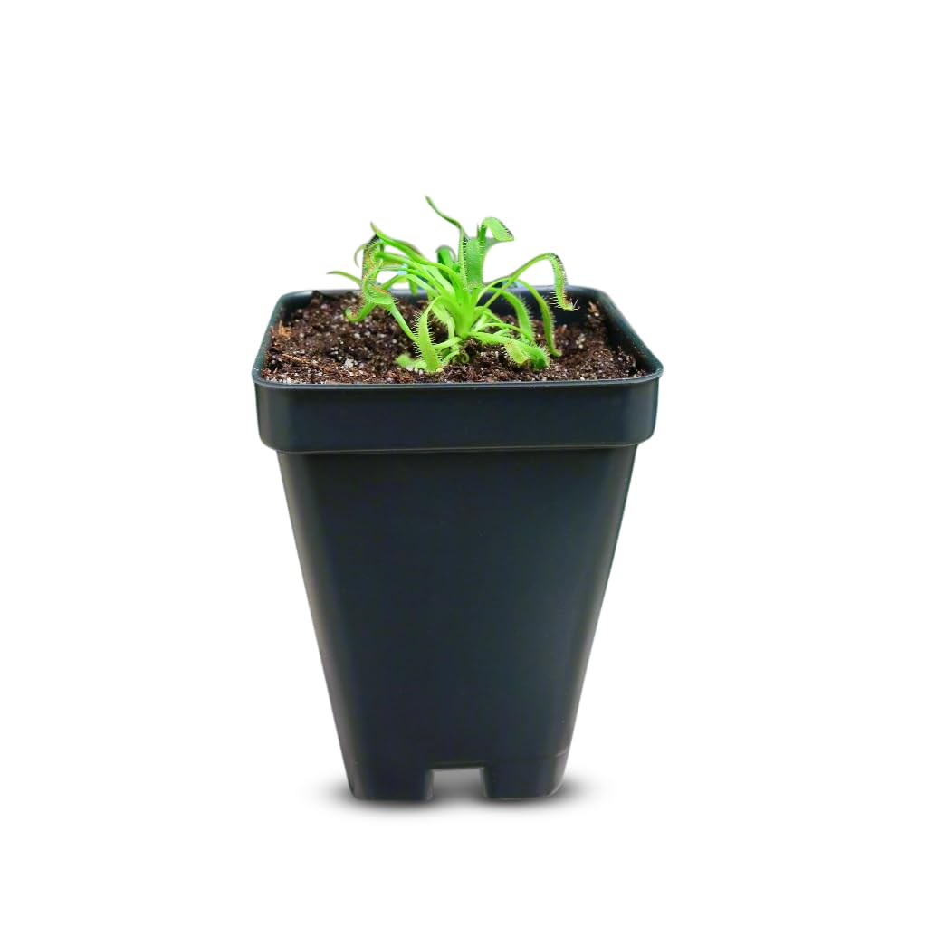Cape Sundew (Drosera capensis) – Carnivorous Plant with Pot, Easy Indoor Grow Kit for Beginners & Nature Enthusiasts