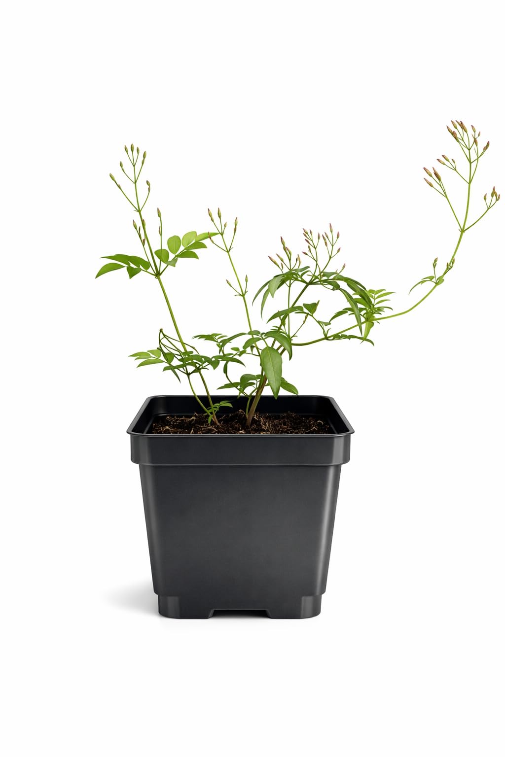 My Shelfie – Pink Jasmine Vine (Jasminum polyanthum), 4-Inch Live Fragrant Flowering Plant Climbing or Hanging Vine for Indoor or Outdoor Gardens (1)