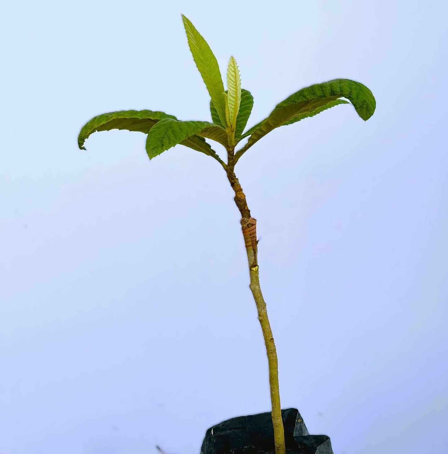 Grafted Loquat (Eriobotrya Japonica) Tropical Plantae Live Fruit Tree 2′-3′ feet