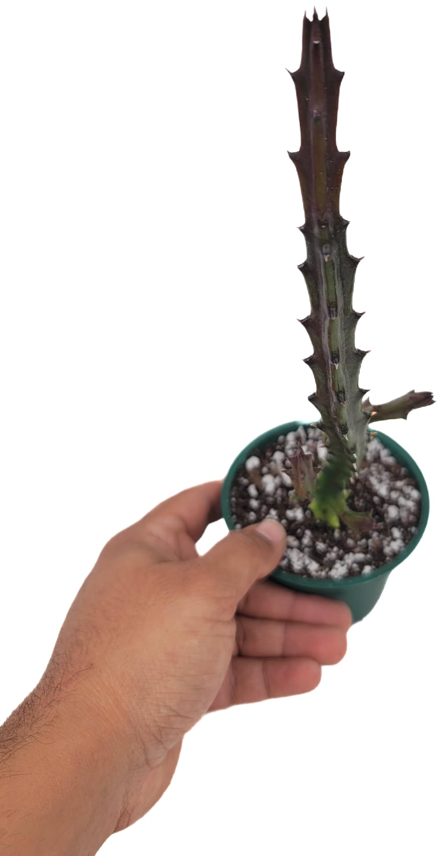 Lifesaver Plant with Purple Flowers - Live Plant in Pot - Stapelia Mutabilis - Beautiful Indoor Outdoor Cacti Succulent Houseplant with Exotic Blooms (1 Plant, in a 3.5" Pot)