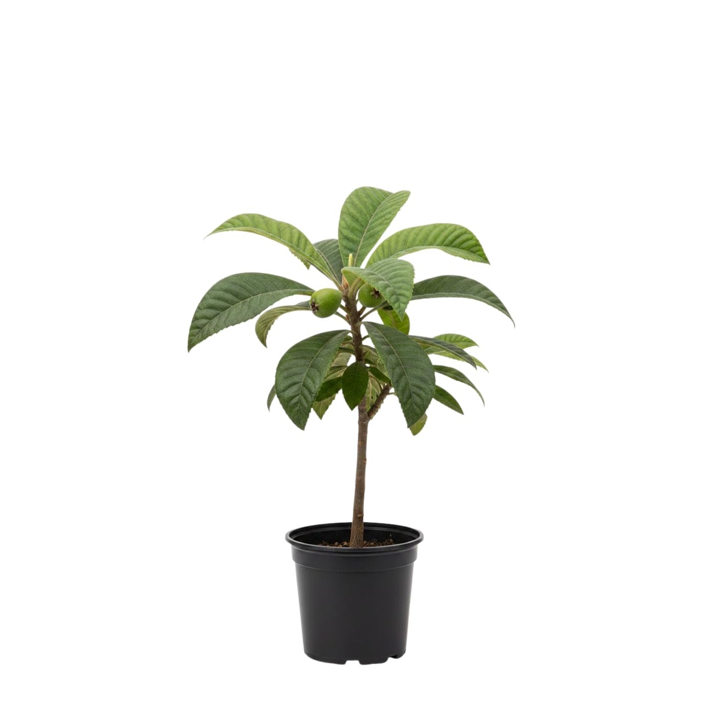 Loquat Fruit Tree Plant Live, Well-Rooted Plant for Garden, 10-14 Inches Tall, Half Gallon Pot