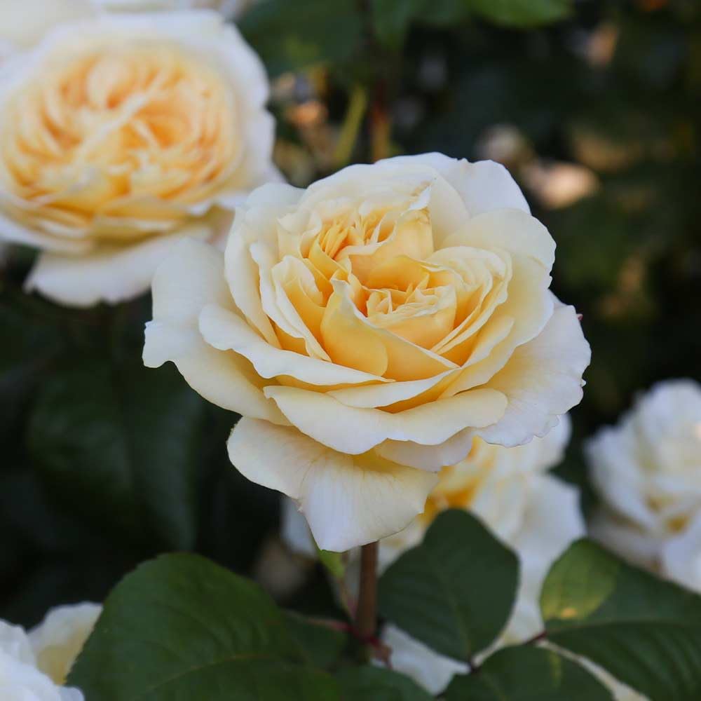 Heirloom Roses Hybrid Tea Rose Bush - Moonlight Romantica® Live Yellow Rose Plant for Outdoor Planting