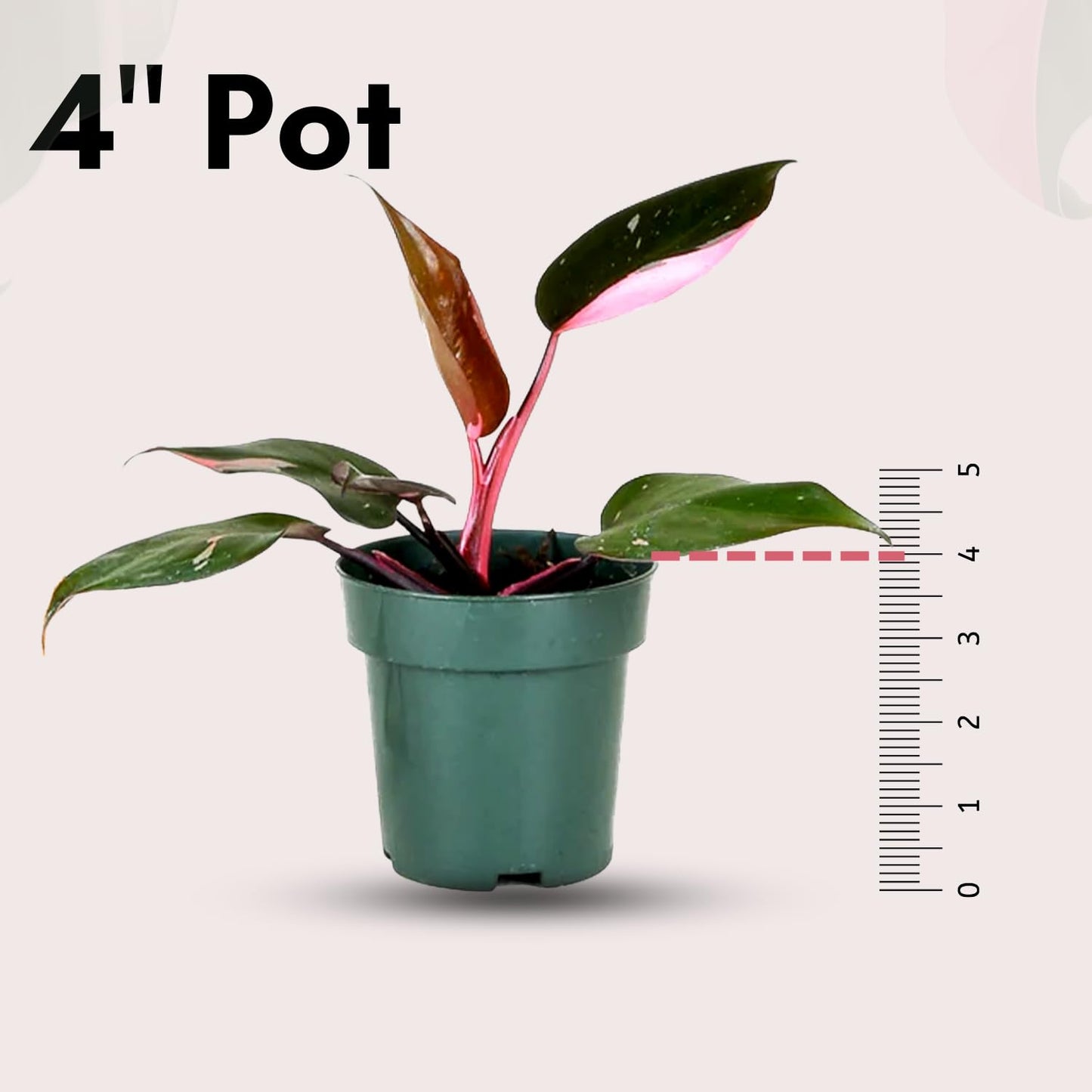 2 Inches Philodendron Pink Princess Live Plant with 4" Pot - Philodendron Plant Live Easy to Grow and Air Purifying - Indoor Houseplants for Home Office Wedding Decor & Gift Idea(Heat Pack Included)