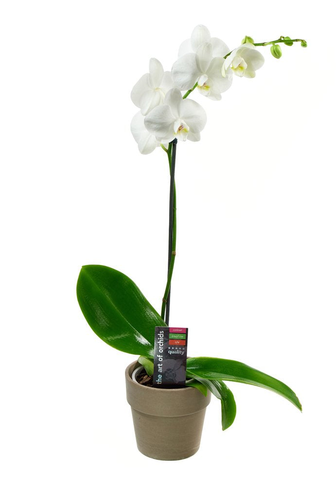 KaBloom PRIME NEXT DAY DELIVERY - Fall Collection - Live Plant Collection : White Orchid Plant in 5" Pot, Single Spike .Gift for Birthday, Sympathy, Thank You, Valentine, Mother’s Day Fresh Flowers