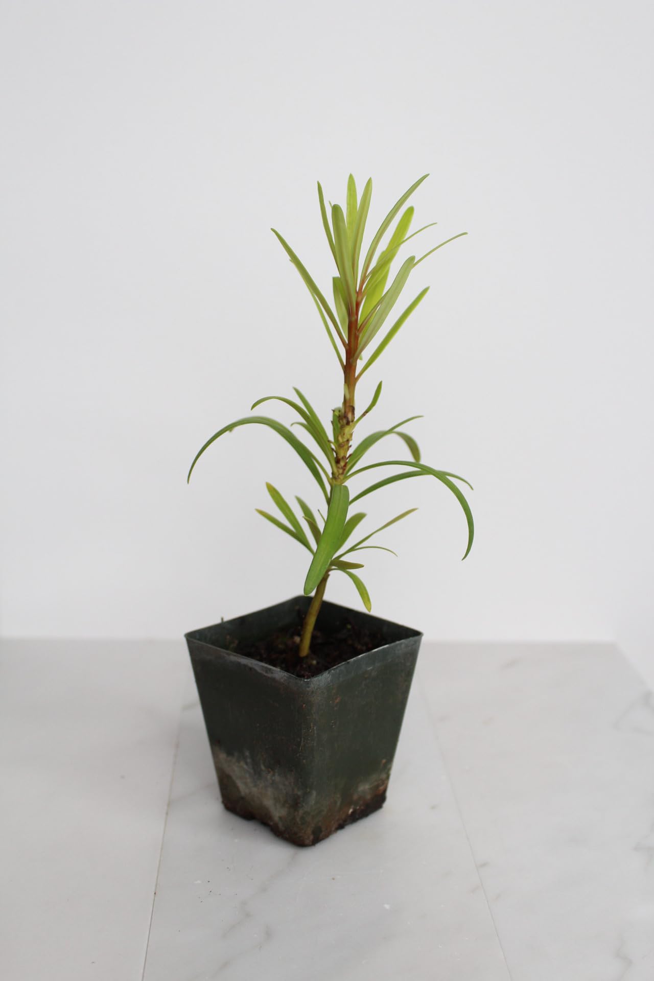 Generic Podocarpus Macrophyllus Maki Tree, 2 inch, Outdoor Evergreen Shrub, Live Bonsai Tree, Foliage Garden Hedge (1)