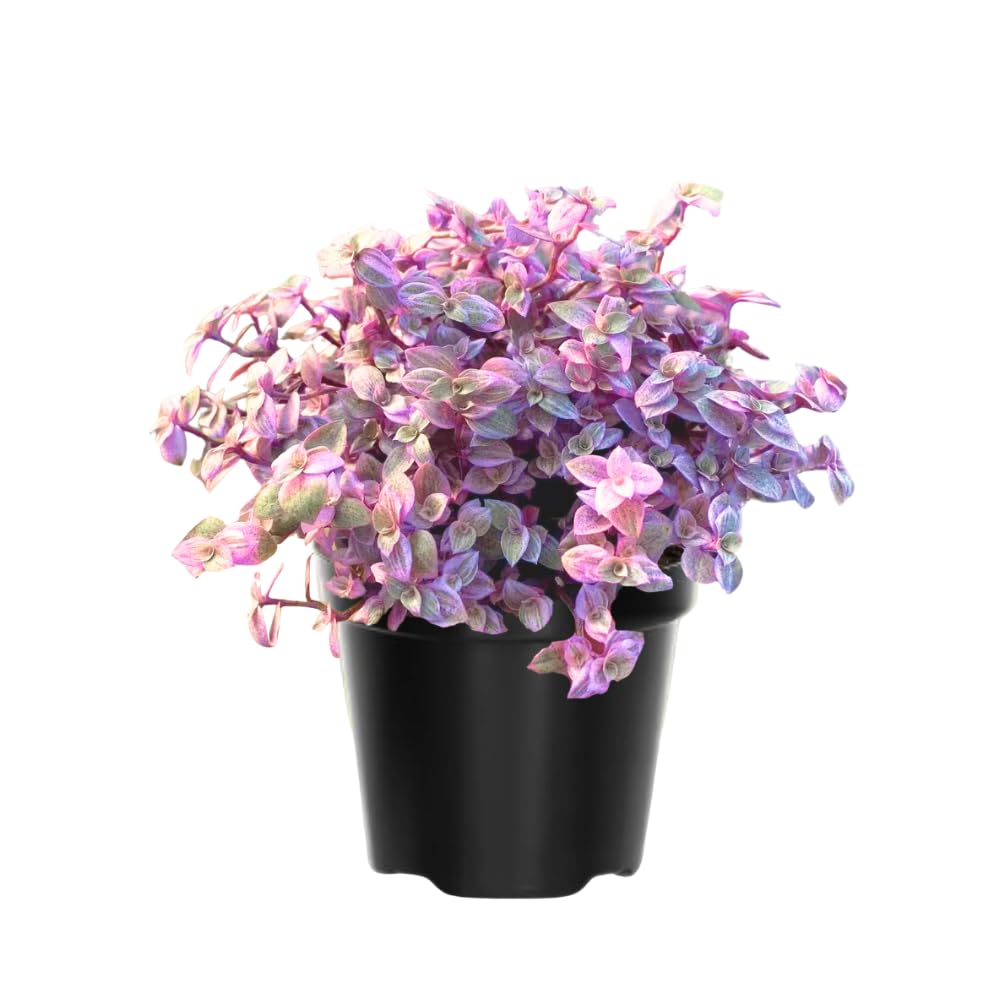 Pink Lady Callisia Repens Plant Live, Callisia Repens Succulent Plants, Pink Turtle Vine Indoor Houseplant, 4 Inch Pot