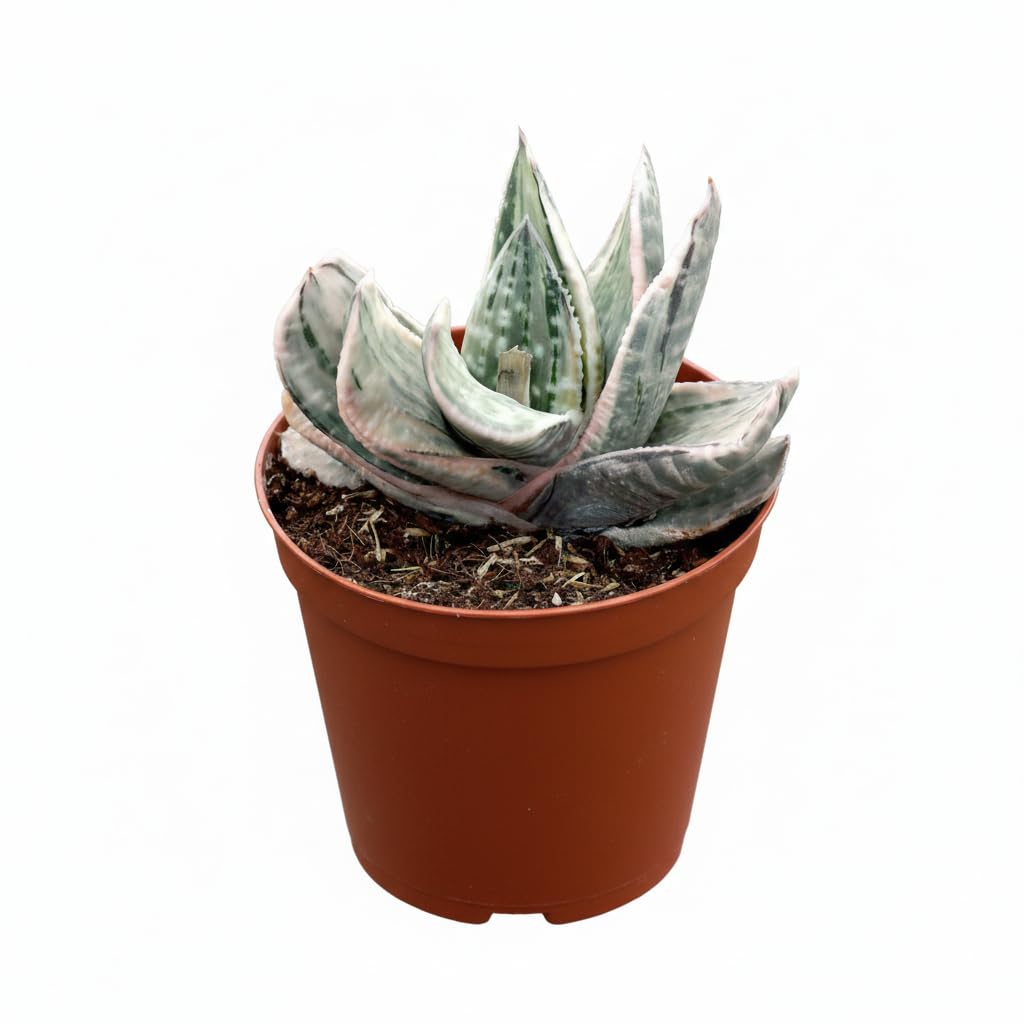 Gasteria ‘Fuji Yuki’ - Live Succulent Plant, 4" Plastic Pot, Dark Green Leaves with White Speckled Variegation, Compact Rosette, Easy to Care Indoor Plant for Home Office Desk Decor, Plant Gifts