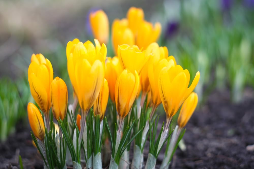 Golden Yellow Crocus Bulbs for Planting - Perennial Garden Flowers (10 Bulbs)