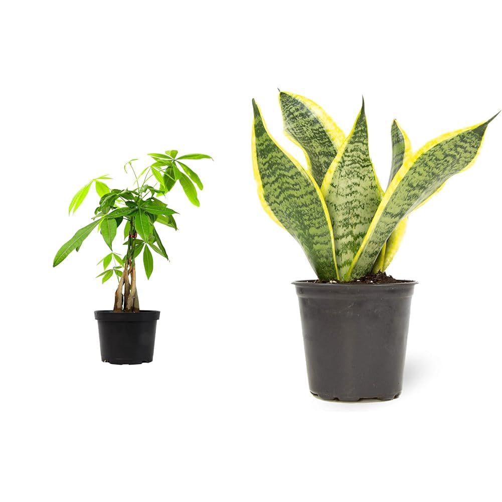 Money Tree Plant Indoor House Plants, Chinese Money Plant Decor & Altman Plants, Live Snake Plant, Sansevieria trifasciata Superba, Fully Rooted Indoor House Plant in Pot