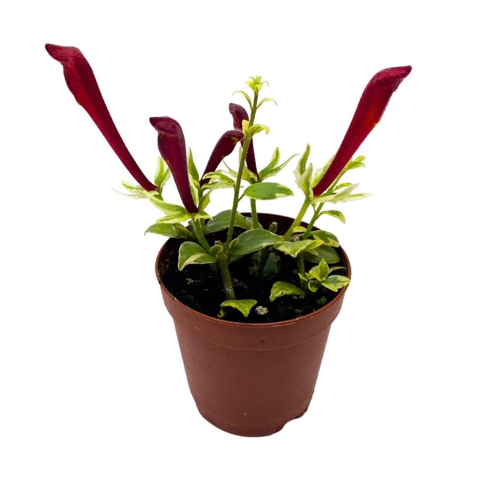 Harmony Foliage Columnea Broget Stavanger in a 2 inch Pot Goldfish Plant, Lipstick Plant, red Flower