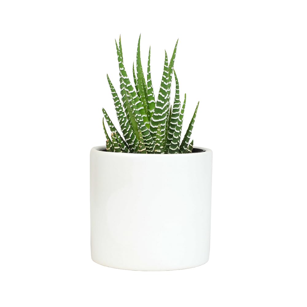 Plants for Pets Haworthia Zebra Plant Succulent in 2.5 Inch White Succulent Pot, Pet Friendly Houseplant, Live Plant Gift, Dog & Cat Safe Plants, Low Light Mini Succulents for Home Decor