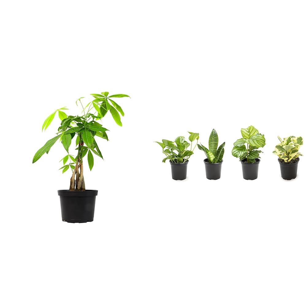 Money Tree Plant Indoor House Plants, Chinese Money Plant Decor, Bonsai Tree Feng & Essential Houseplant Collection (4PK) Live Plants Indoor Plants Live Houseplants in Plant Pots