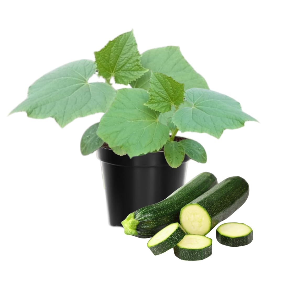 2 Green Squash Zucchini Plants Seedlings, 4 Inches Pot, Squash Plants Live, Live Zucchini Plants