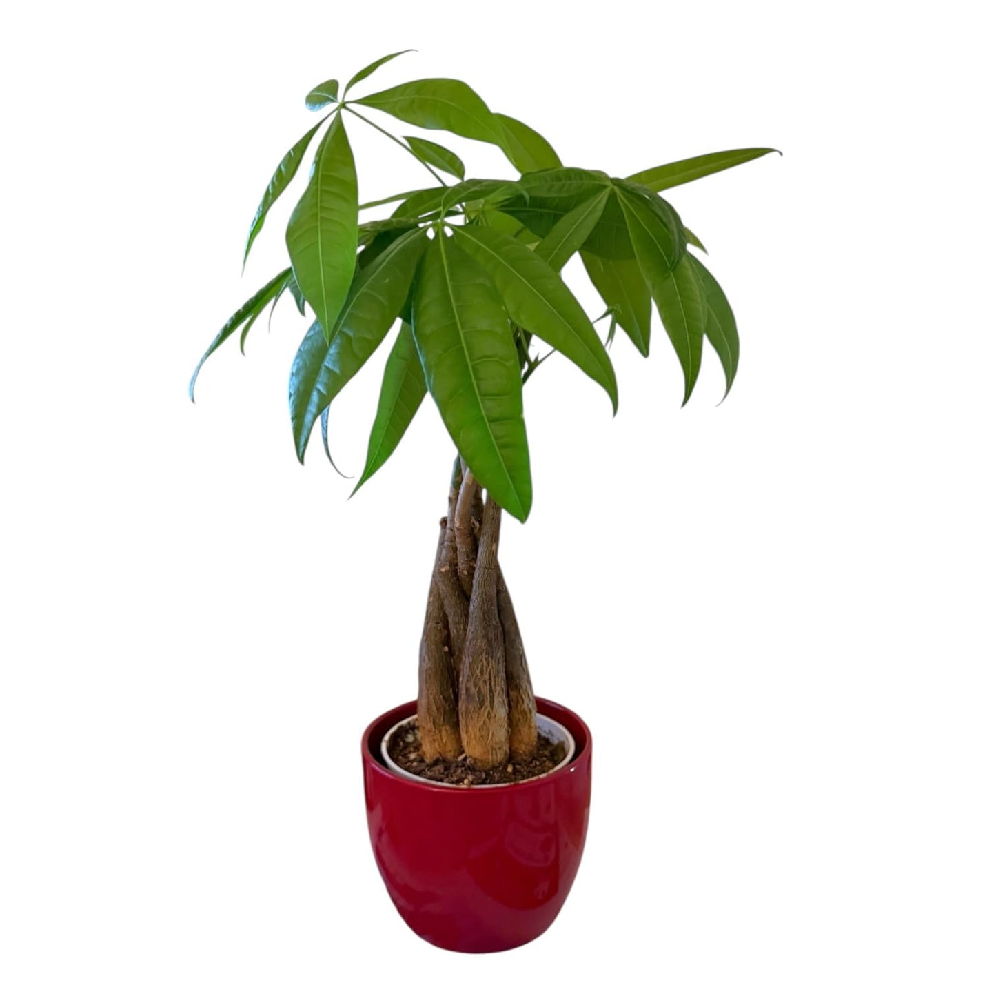 Hopewind Plants Shop Money Tree Live Plant | 14-22 Inches Tall Bonsai | Easy to Grow Indoor Houseplant | Home, Office, or Room Decor | Birthday, Housewarming Gift (Red)