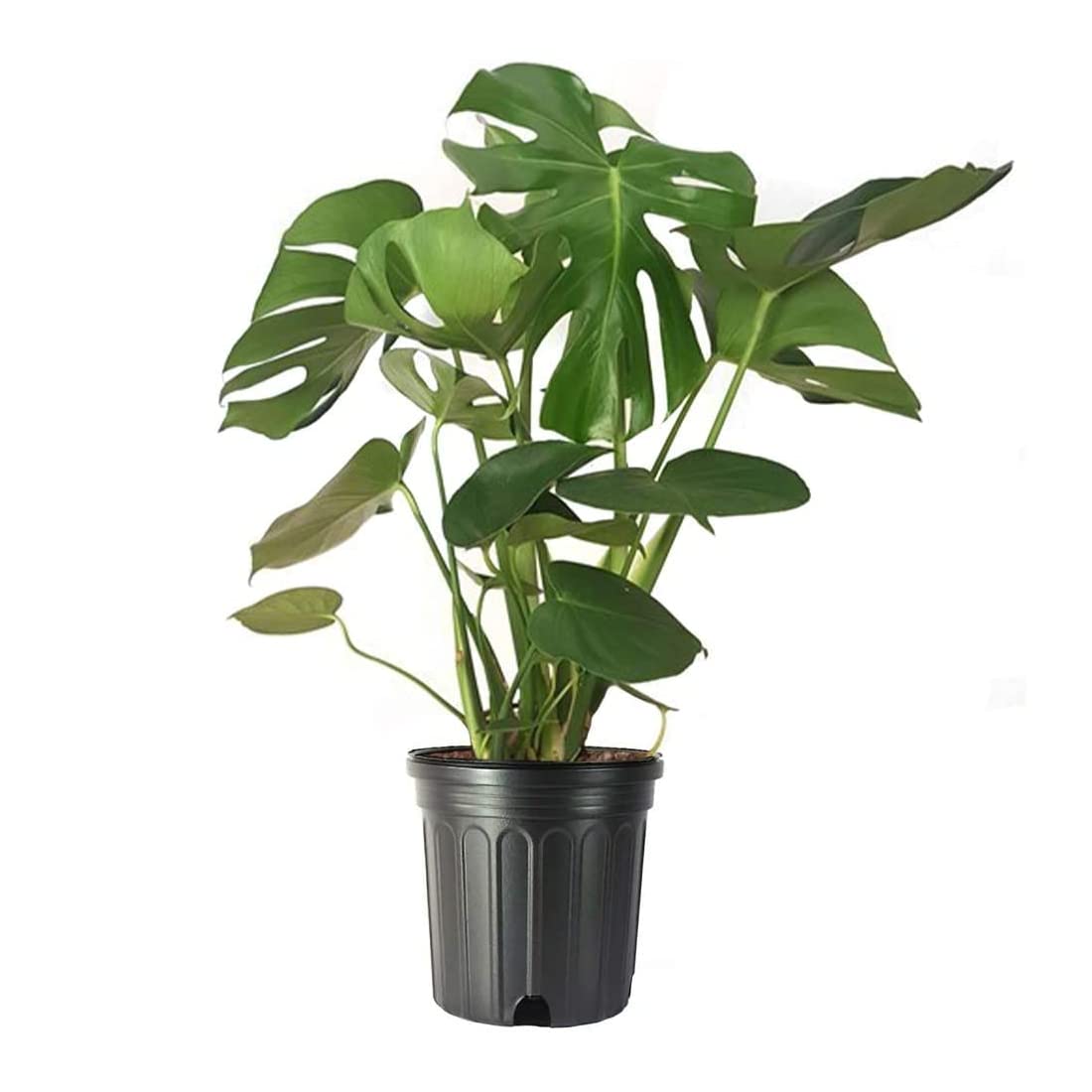 American Plant Exchange Philodendron Monstera – 10-Inch Pot – Live Split-Leaf Tropical Houseplant, Easy Care Indoor Plant for Home, Office, & Jungle-Inspired Décor