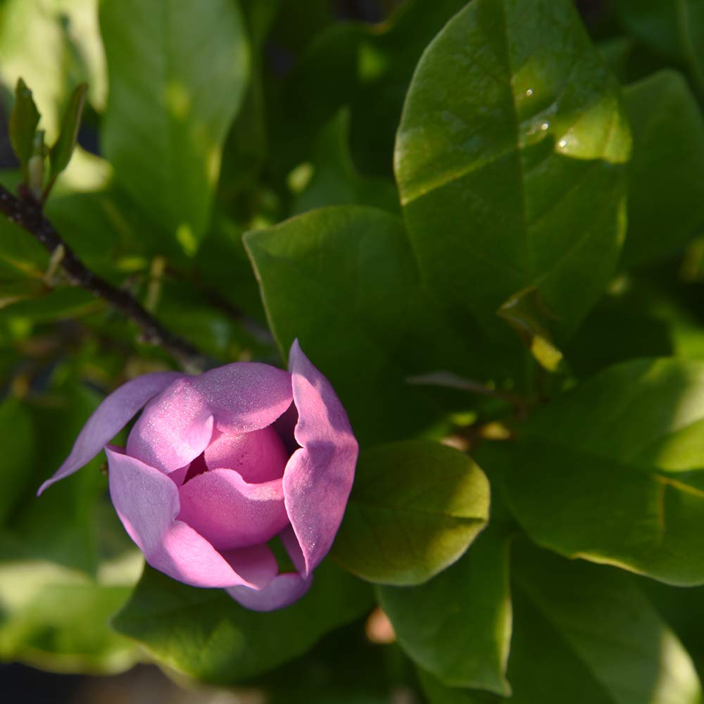 Perfect Plants Jane Magnolia Live Plant, 5 Gallon, Includes Care Guide