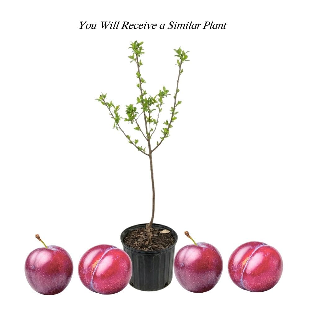 Methley Plum Tree 2-3 Feet Tall in 3 Gallon Pot, Red Purple Plum Plant Live, Hardy PlumsTrees for Planting Outdoor Garden, No Ship to CA