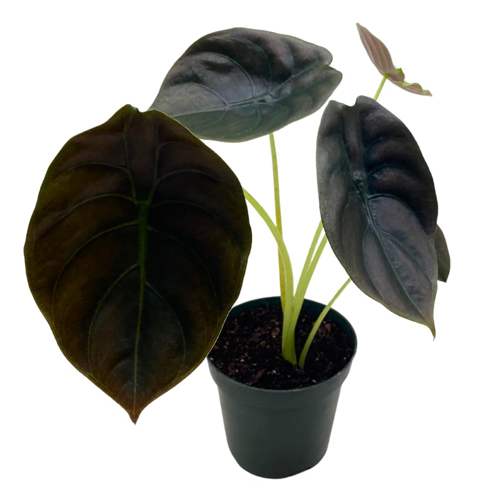 BubbleBlooms Alocasia Cuprea, Jewel Alocasia, Red Secret in a 4 inch Pot Mirror Plant, Rare