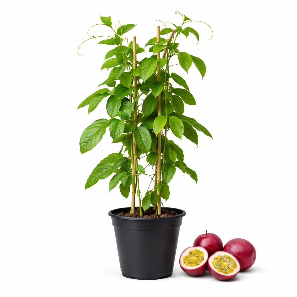 Passionfruit Plant - Red Passion Fruit Vine, 4 Inch Tall, Tropical Climbing Vine with Sweet Flavor for Outdoor Landscaping, Vertical Gardens & Decorative Displays
