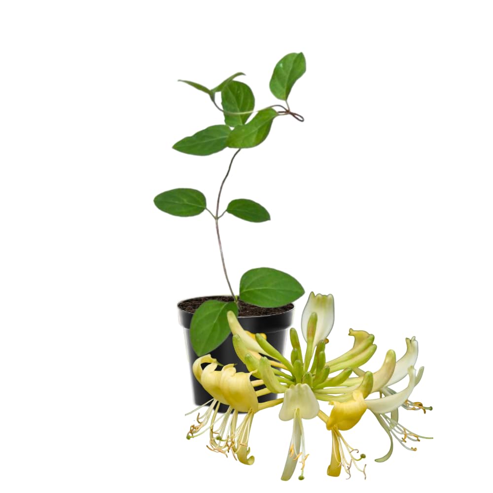 Honeysuckle Plant Live for Planting, Lonicera Honeysuckle Vine, Very Hardy, in 2.5 Inc Pot, Fragrant Yellow Bloom