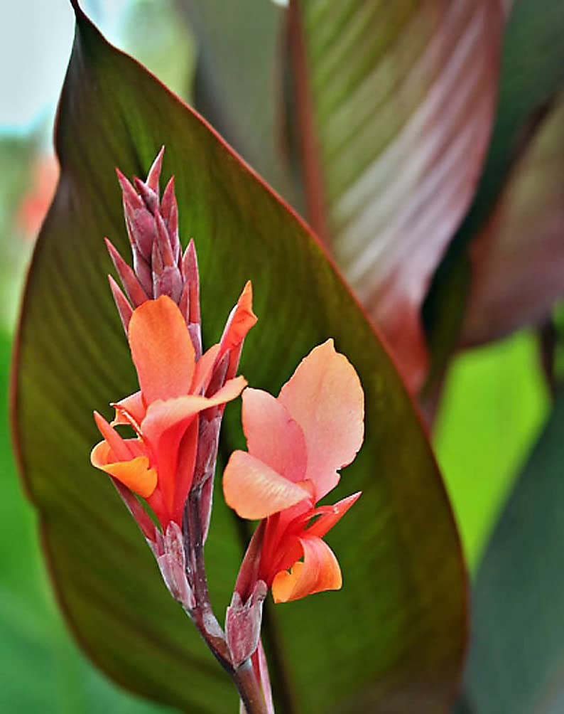 Red King Humbert Canna Bulbs for Planting - Canna Lily, Large Flowering Bulbs | Long-Lasting Blooms, Easy to Grow (2 Pack)