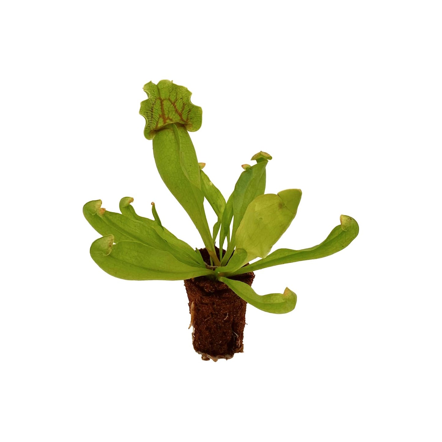 ragnaroc Sarracenia Purpurea SSP. Venosa 2-4" (Purple Pitcher Plant) 1ct – Live Plant for Indoor Outdoor Use, Carnivorous Plant – Live Arrival Guaranteed