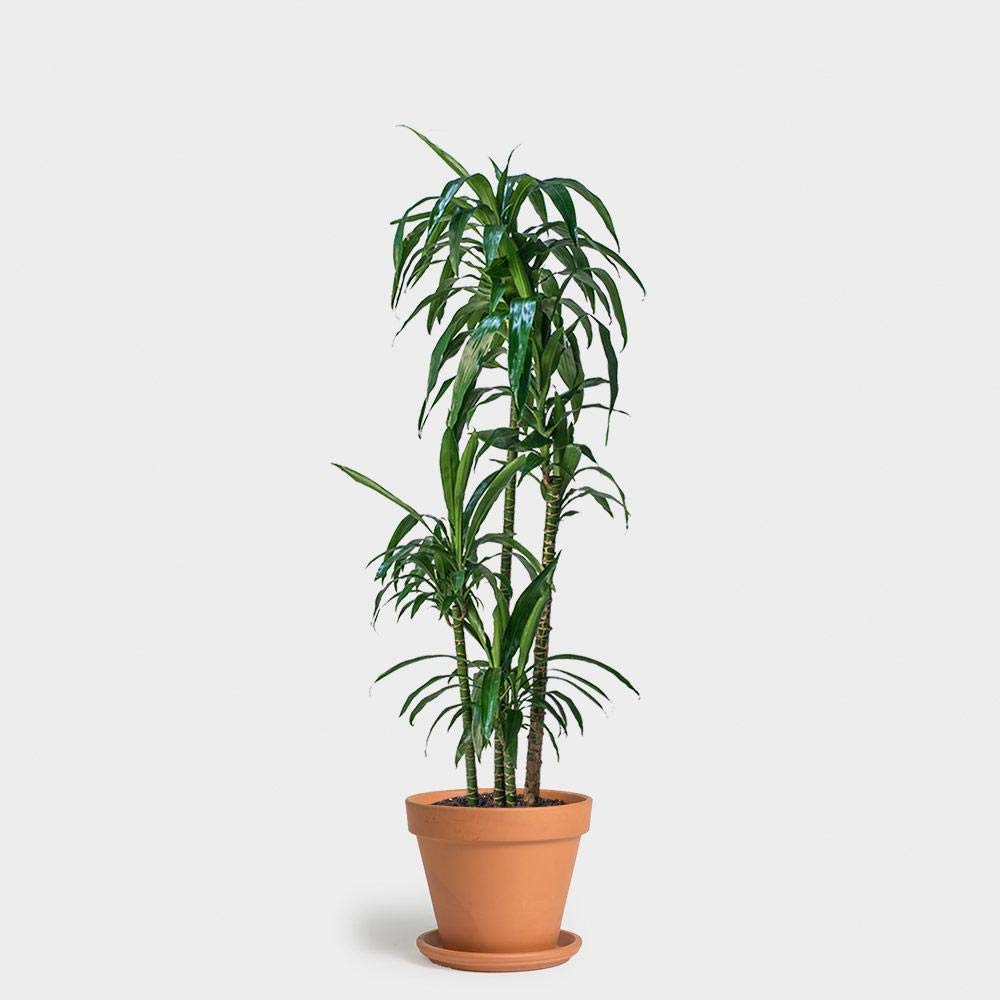 Dracaena Lisa Elegance Cane - Live Plant in a 10 Inch Pot - Dracaena Deremensis - Beautiful Easy Care Air Purifying Indoor Houseplant
