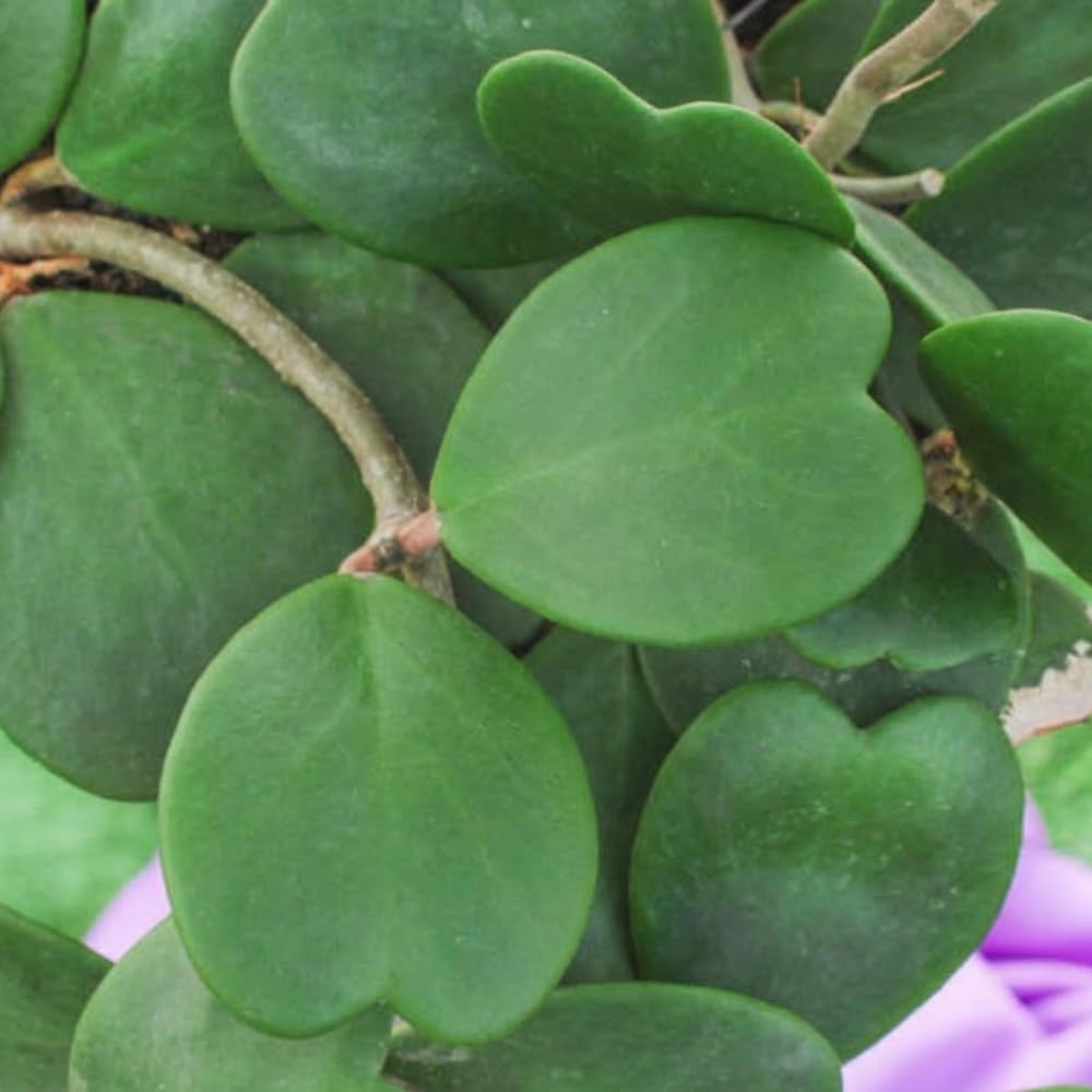 Green Hoya Kerrii Plant Live in 4-Inch Pot | Heart-Shaped Leaf Succulent | Unique Indoor Houseplant Gift for Home or Office Décor