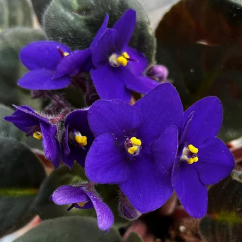 Blue African Violet Plant, Perennial African Violet Live Plants in 4 Inch Pot, Violets Live Plants Houseplant for Indoor Garden