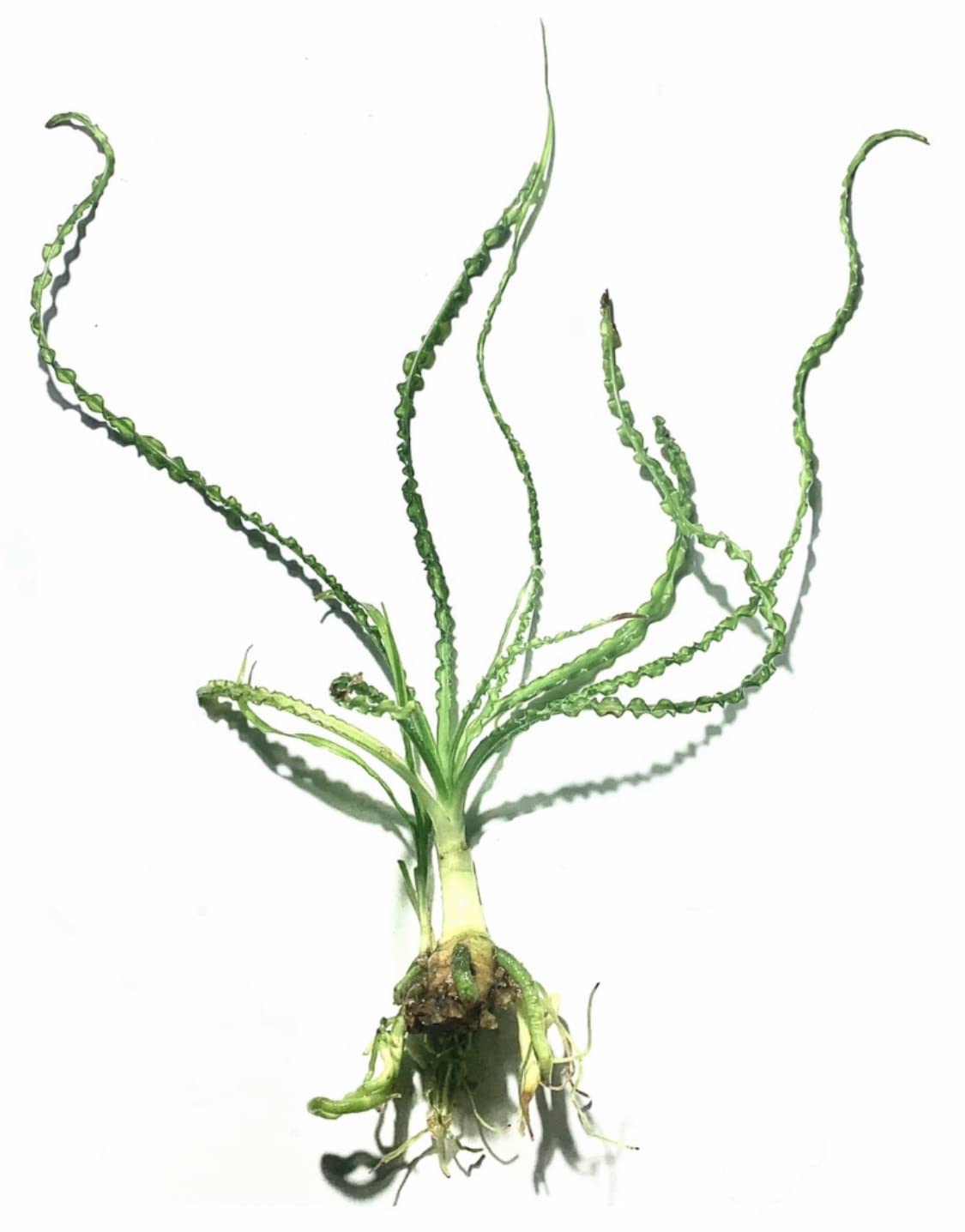 Marcus Fish Tanks Crinum Calamistratum Easy to Grow Hardy Live Aquarium Plant Betta Fish Plants