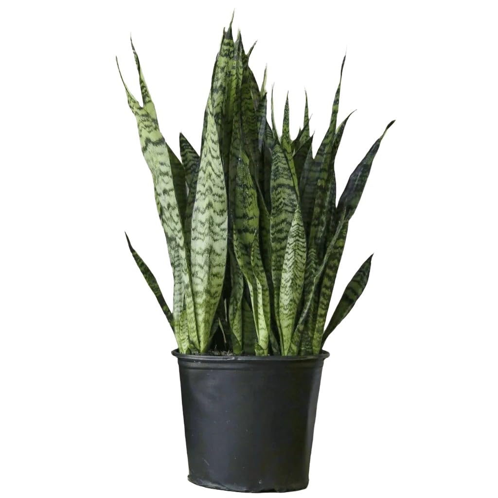 Live Snake Plant Mother in Law Tongue Sansevieria Zeylanica Indoor Outdoor Office Plant Air Purifying (2)