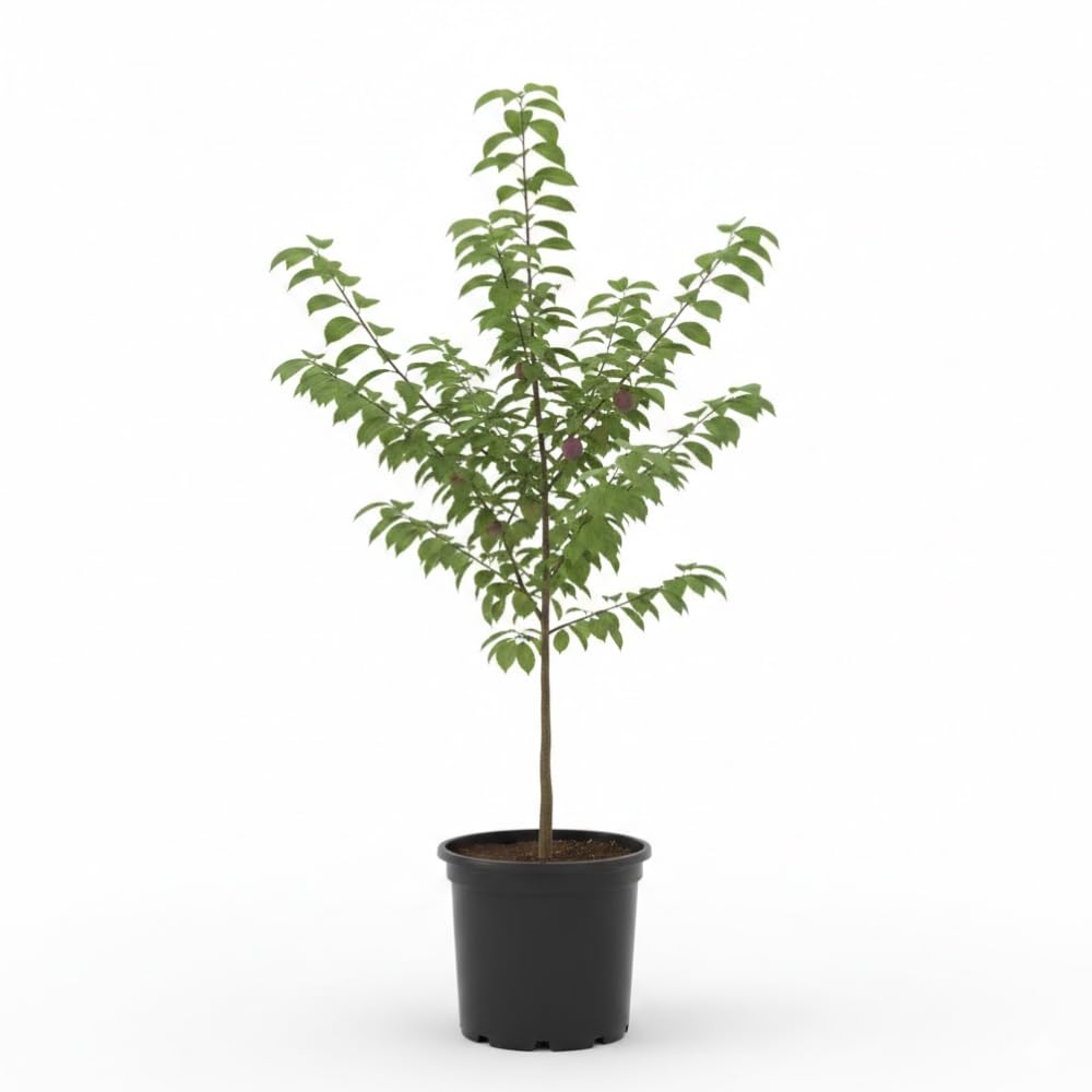 Methley Plum Trees Live Plants, Live Plum Tree in 3 Gal Pot, Large Plant from 3 Feet Tall, Sweet and Juice Fruit for Outdoor Gardening, No Ship to CA