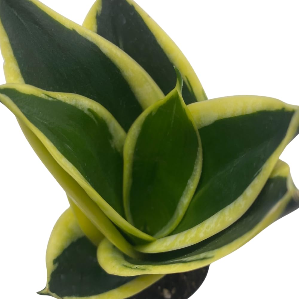 BubbleBlooms Black Gold Snakeplant, Green and Yellow Snake Plant, Variegated Sansevieria trifasciata