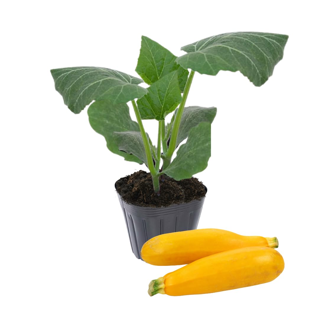 4 Squash Plants Live, 4 Inc Potted, Vegetable Plant 4-7 Inc Tall, Zucchini Plants Live for Planting Outside Inside