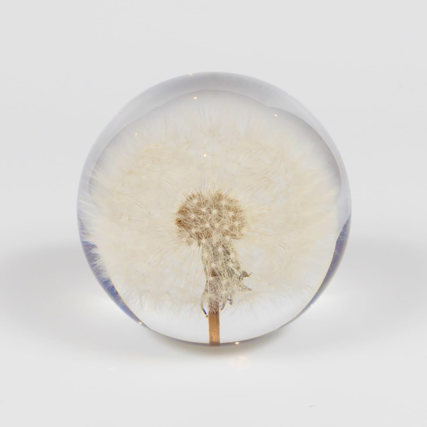 NouvoCrescent Real Dandelion Paperweight - Home Decor Crystal Resin Ball 3.14in (80mm) - Clear Resin Dandelion Flower Globe for Special Days - Sphere Figurine Office Paperweight w/Flat Bottom