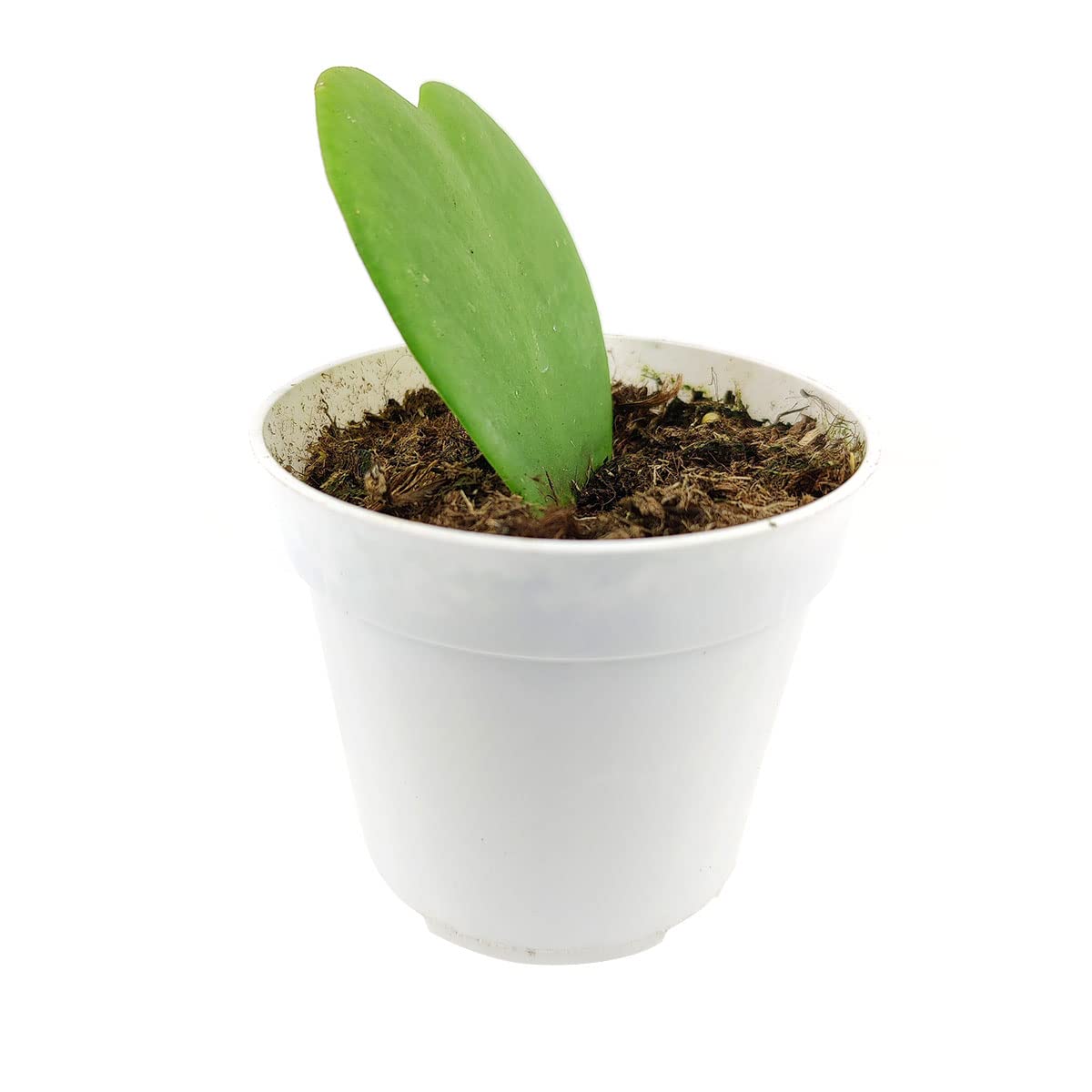 Live Houseplant 4" Hoya Kerrii Heart - Easy Care Indoor Plant - House Plants Indoors Live - Low Light House Plants - Plants Live Houseplants - Air-Purifying Houseplant for Gift or Home Decoration