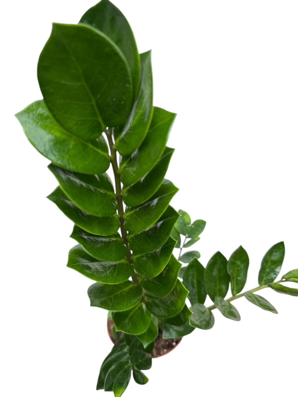 ZZ Plant in 6-inch Pot, Green Zamioculcas Zamiifolia, Indoor Air Purifying Plant for Home and Office Decor (1)