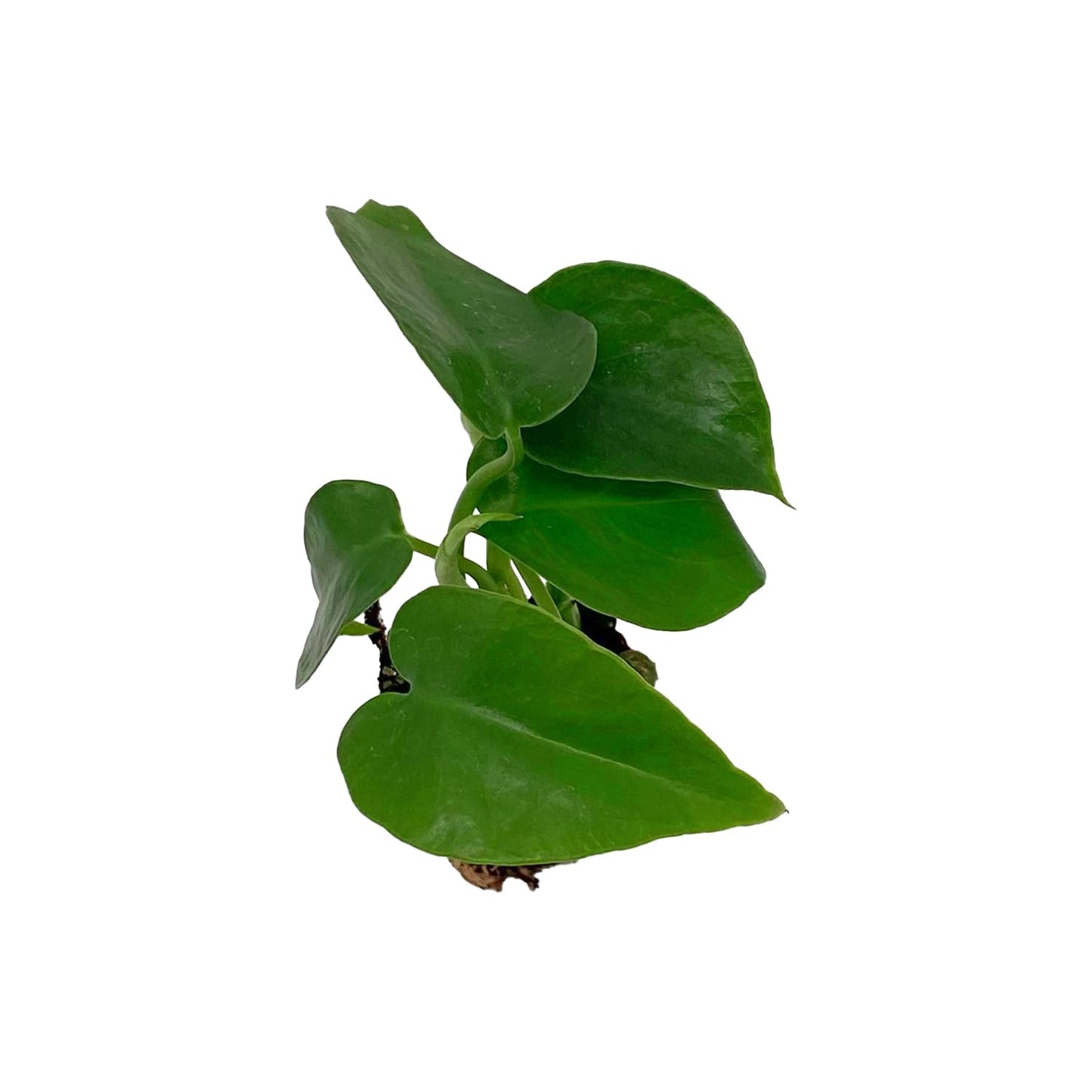 ragnaroc Monstera Deliciosa 2-4" 1ct – Live Plant for Indoor Outdoor Use, Garden & Landscaping – Live Arrival Guaranteed