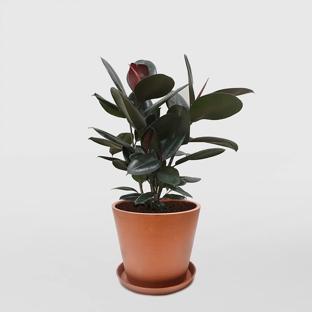 Rubber Plant - Live Plant in a 4 Inch Pot - Ficus Elastica “Burgundy” - Beautiful Easy Care Air Purifying Indoor Houseplant