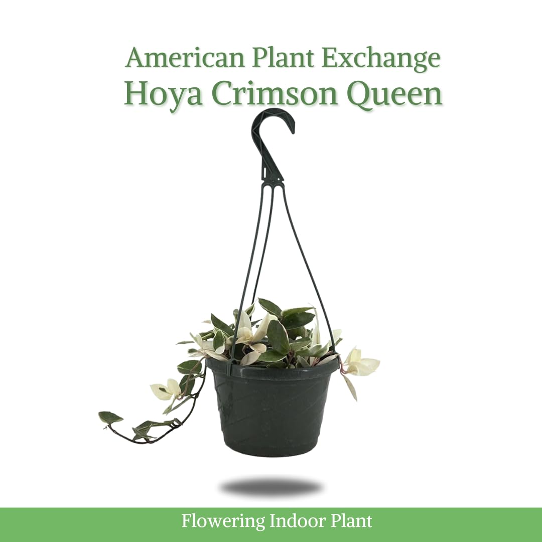 American Plant Exchange Hoya Krimson Queen, 8-Inch Hanging Basket, Flowering Indoor Houseplant, Live Wax Plant, Cascading Pink and White Foliage