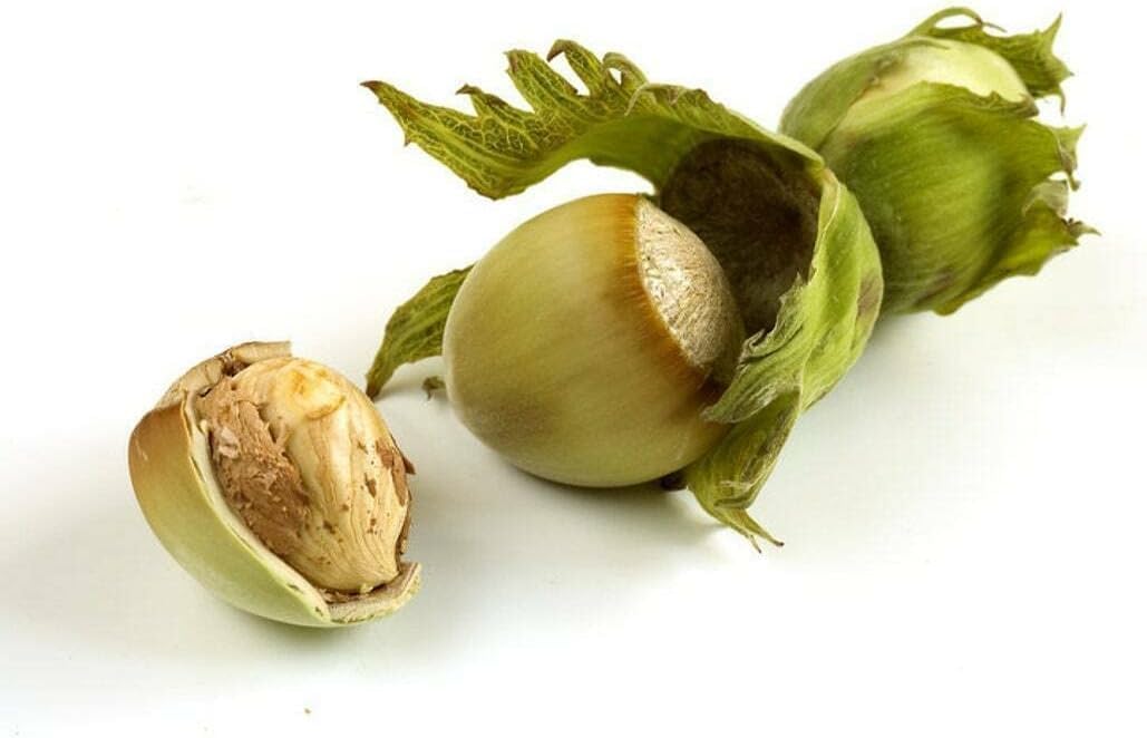 2 American Hazelnut/Filbert Trees - 24-36" Tall Live Plants - 2-3 Foot Tall Nut Tree Seedlings - Corylus Americana - (2 Pack)