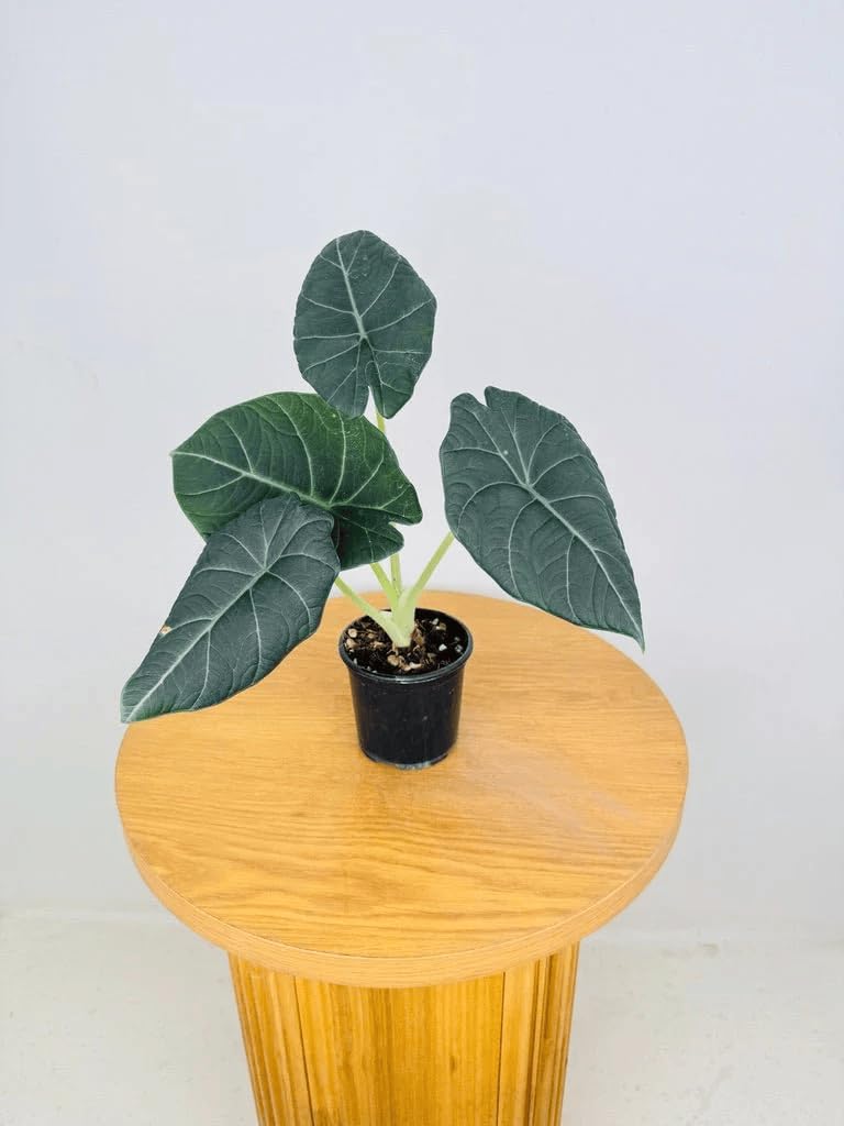 Alocasia Maharani (Grey Dragon) 5-9" Live Plant - Rare Jewel Alocasia with Thick Textured Foliage - Compact Indoor Houseplant - Exotic Living Decor