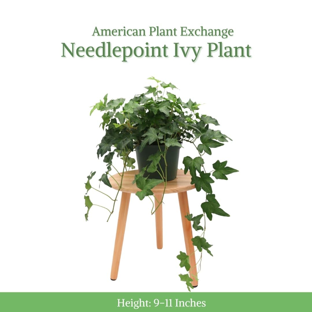 American Plant Exchange English Ivy 'Needlepoint' – 6-Inch Pot, Live Trailing Vine, Low-Maintenance Air-Purifying Houseplant for Hanging Baskets, Shelves & Indoor Home or Office Décor