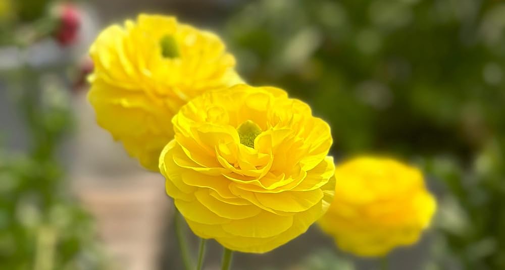 15pcs Mixed Peony Ranunculus Bulbs Corms Flower Bulbs Garden Blooms Planting (Yellow)