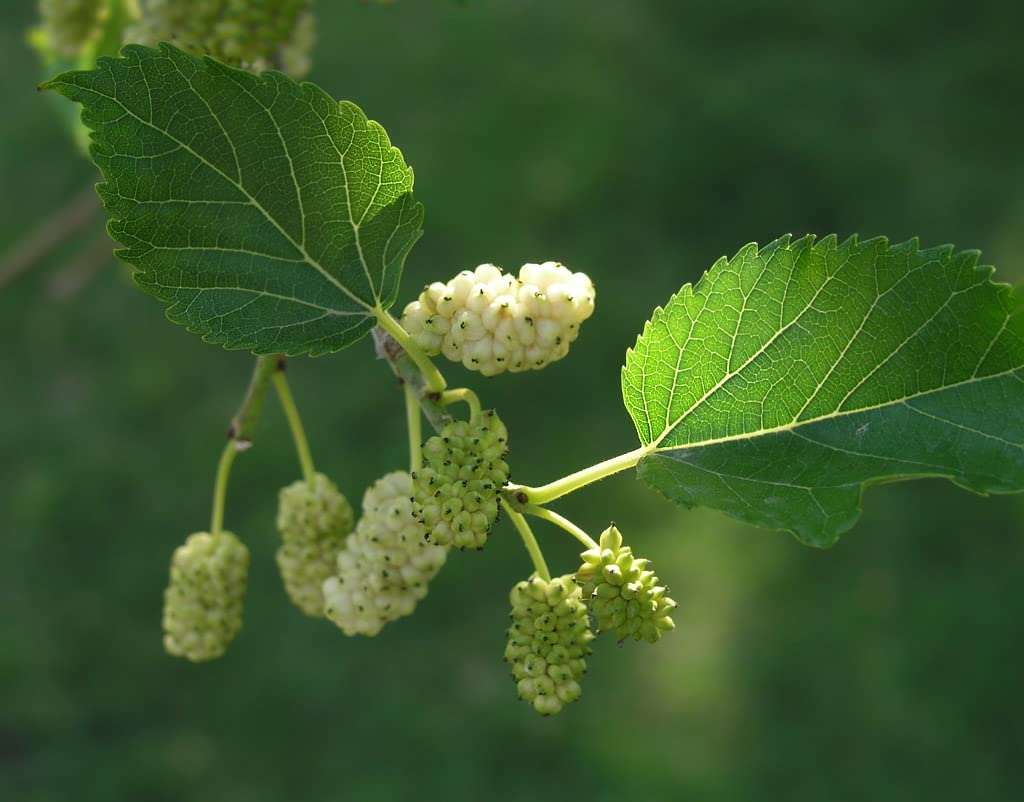 Starter Live Plants of White Mulberry Tree (Morus Alba) - Beautiful All Year Round - USDA Zones 4 to 8 (3 Plants)