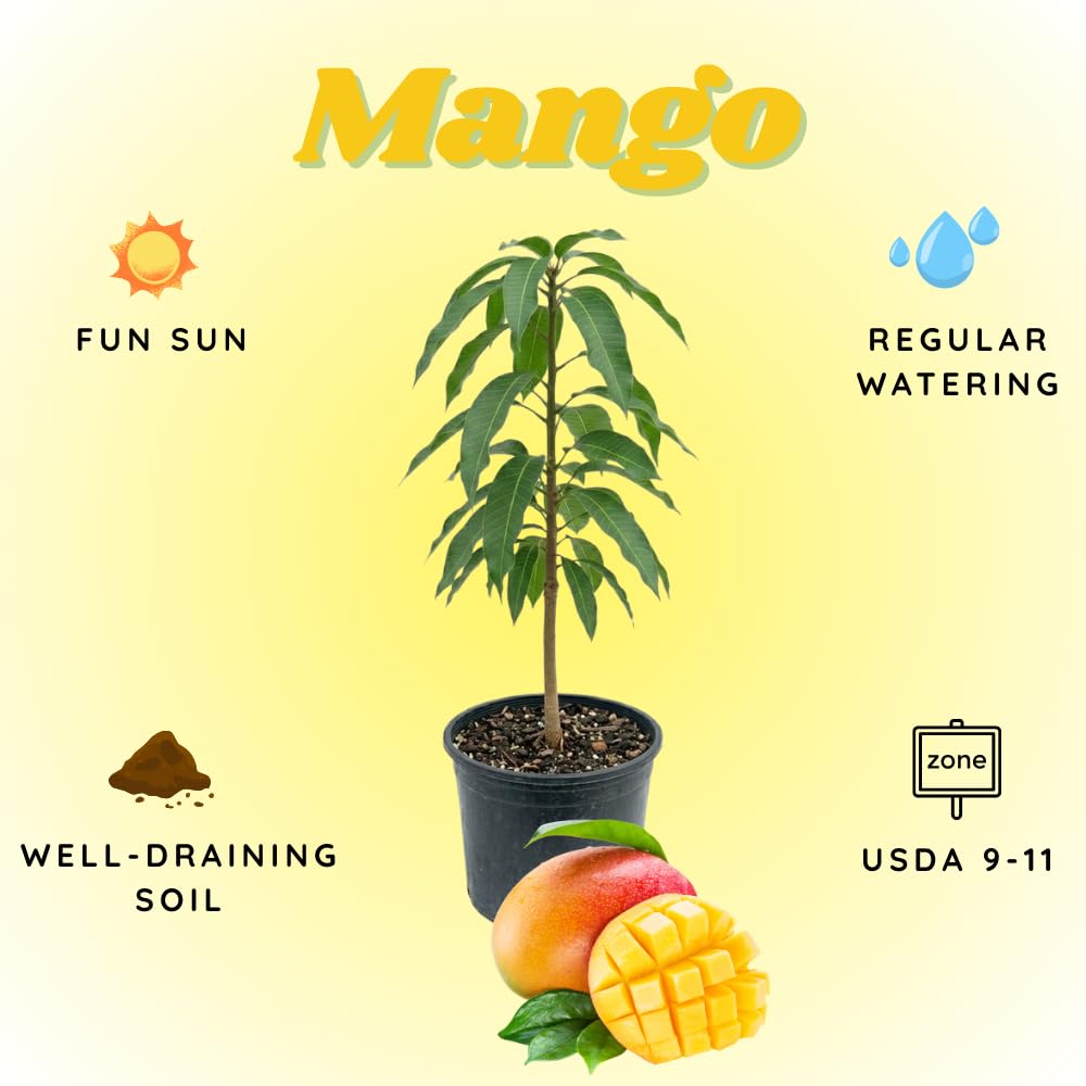 Bright Yellow Mango Live Plant from 2-2.5 Feet Tall, Cold Hardy Mango Tree, Live Fruit Tree for Outdoor Gardening