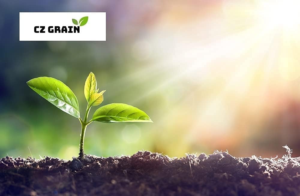 Pink Lady Succulent Plant 2 Inch Pot - Callisia Repens