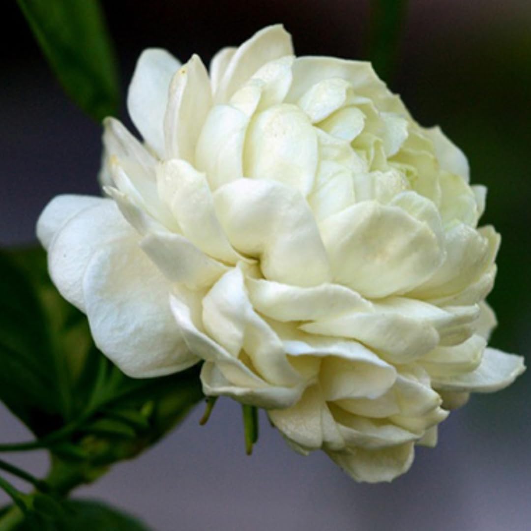 Grand Duke Jasmine Plant | Tuscany Jasmine Plant | Size 5 to 8 Inch Tall | Fragrant Flowering Jasmine | Year Round Blooming | Well Rooted